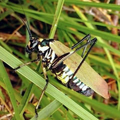Scaphura elegans