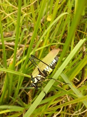 Scaphura elegans