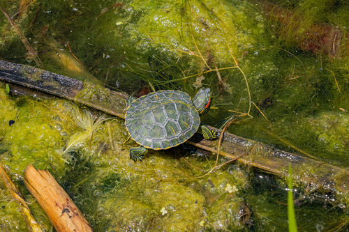 Pond Slider