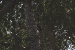 Circaetus fasciolatus