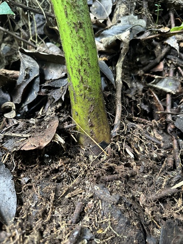 Eupodium pittieri, photograph 6