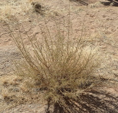 Indigofera heterotricha
