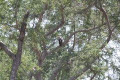 Circaetus fasciolatus