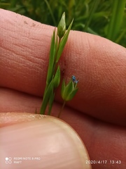 Linum bienne