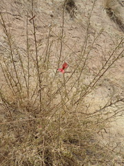 Indigofera heterotricha
