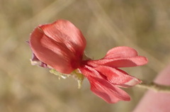 Indigofera heterotricha