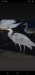 Ardea cinerea