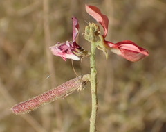 Indigofera heterotricha