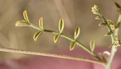 Indigofera heterotricha