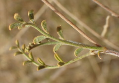Indigofera heterotricha