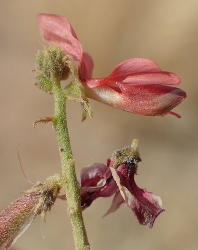 Image of Indigofera heterotricha by (c) Nicola van Berkel, some rights reserved (CC BY-SA)