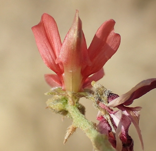 Image of Indigofera heterotricha by (c) Nicola van Berkel, some rights reserved (CC BY-SA)