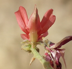 Indigofera heterotricha