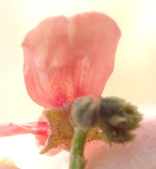 Indigofera heterotricha