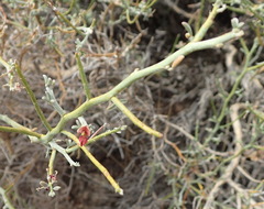 Indigofera nudicaulis
