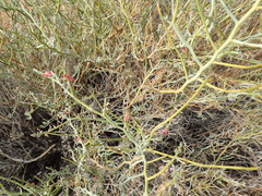 Indigofera nudicaulis