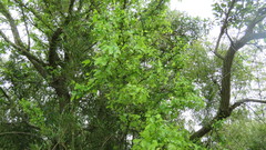 Phyllanthus chacoensis