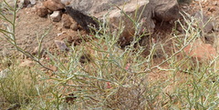 Indigofera nudicaulis