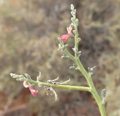 Indigofera nudicaulis