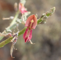 Indigofera nudicaulis