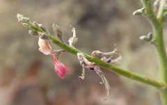 Indigofera nudicaulis