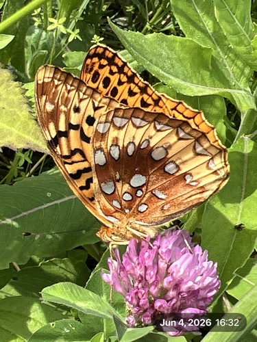 Great Spangled Fritillary