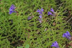 Scutellaria regeliana