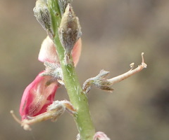 Indigofera nudicaulis