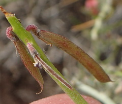 Indigofera nudicaulis