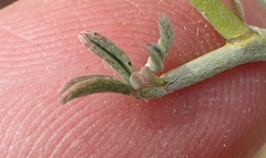 Indigofera nudicaulis