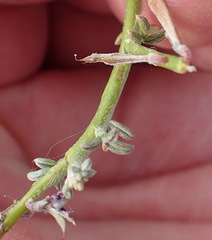 Indigofera nudicaulis