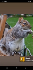 Sciurus carolinensis