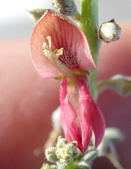 Indigofera nudicaulis