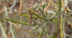 Indigofera nudicaulis