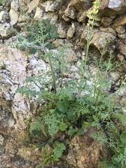 Chaenactis artemisiifolia