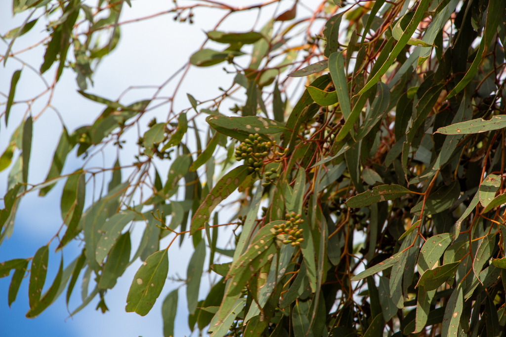 Eucalyptus loxophleba; photograph (c) Carmon, some rights reserved (CC BY-SA)