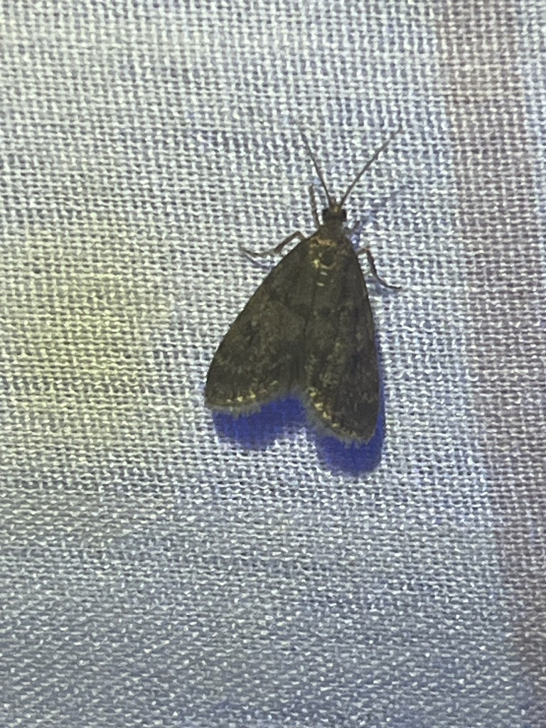 Dark Brown Scoparia Moth