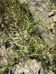 Festuca microstachys