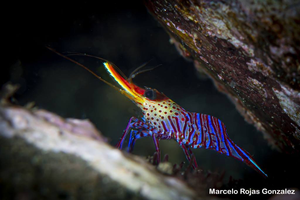 Rhynchocinetes balssi