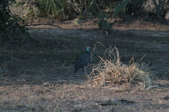 Numida meleagris mitratus