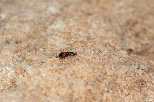 Red and Blue Beetle photo 5