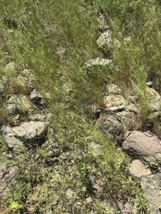 Festuca microstachys