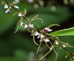 Sohmaea laxiflora