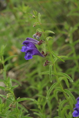 Scutellaria regeliana