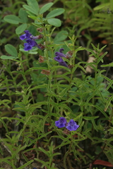 Scutellaria regeliana
