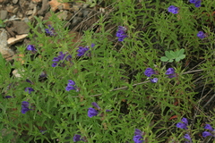 Scutellaria regeliana