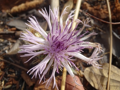 Centaurea praecox image