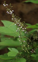 Sohmaea laxiflora