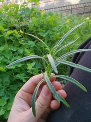 Senecio inaequidens
