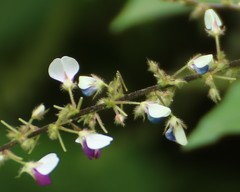 Sohmaea laxiflora